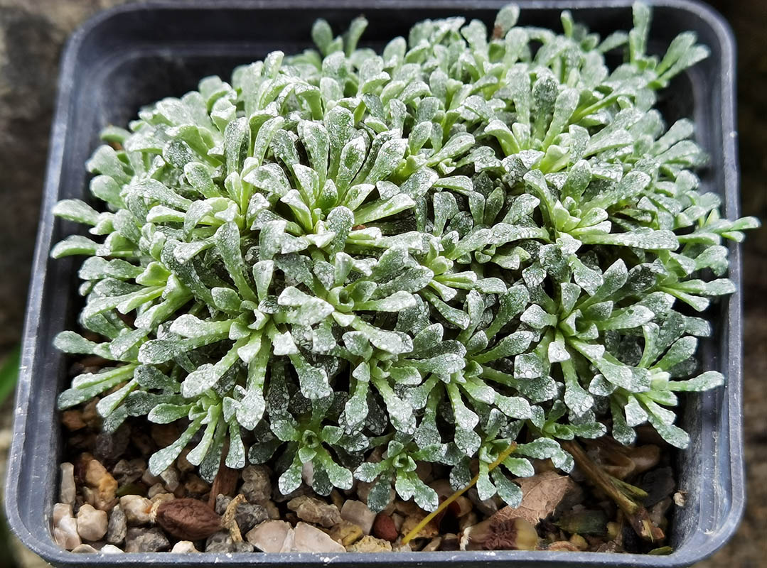 Saxifraga cochlearis 'Minor'